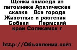 Щенки самоеда из питомника Арктическая сказка - Все города Животные и растения » Собаки   . Пермский край,Соликамск г.